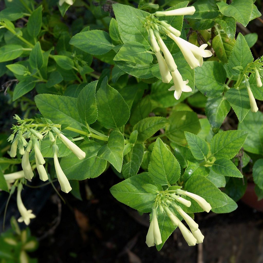 Phygelius aequalis Yellow Trumpet - Cape Fuchsia
