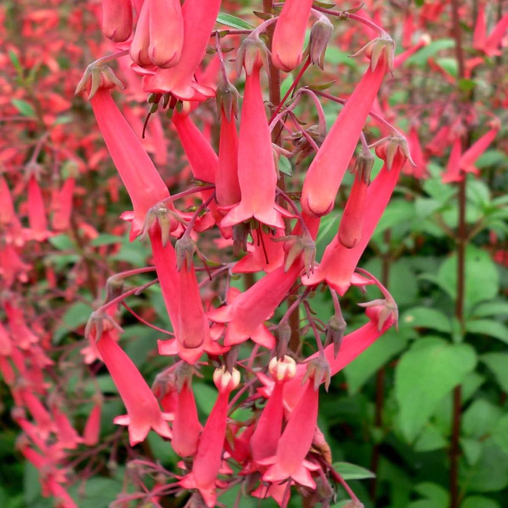 Phygelius capensis - Cape Fuchsia