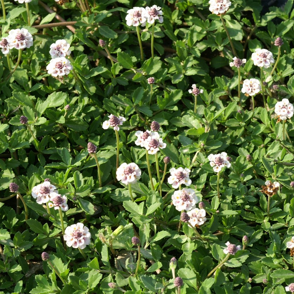 Phyla nodiflora var. canescens - Capeweed