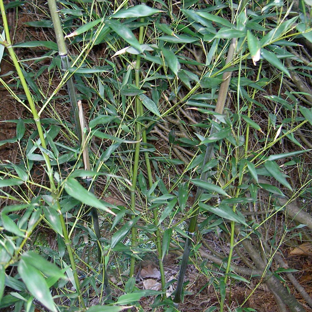 Phyllostachys bissetii - Bamboo