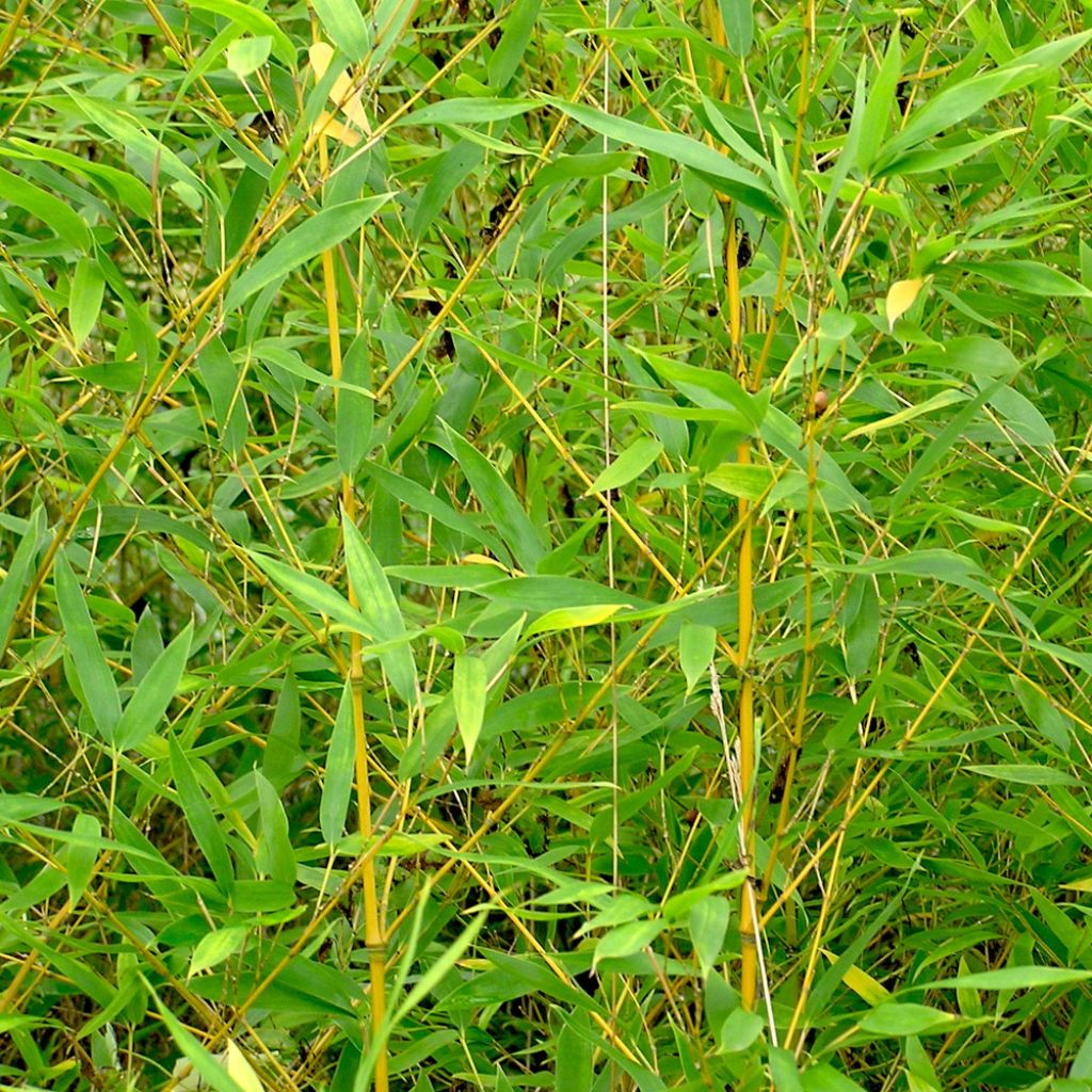 Golden Bamboo - Phyllostachys aurea