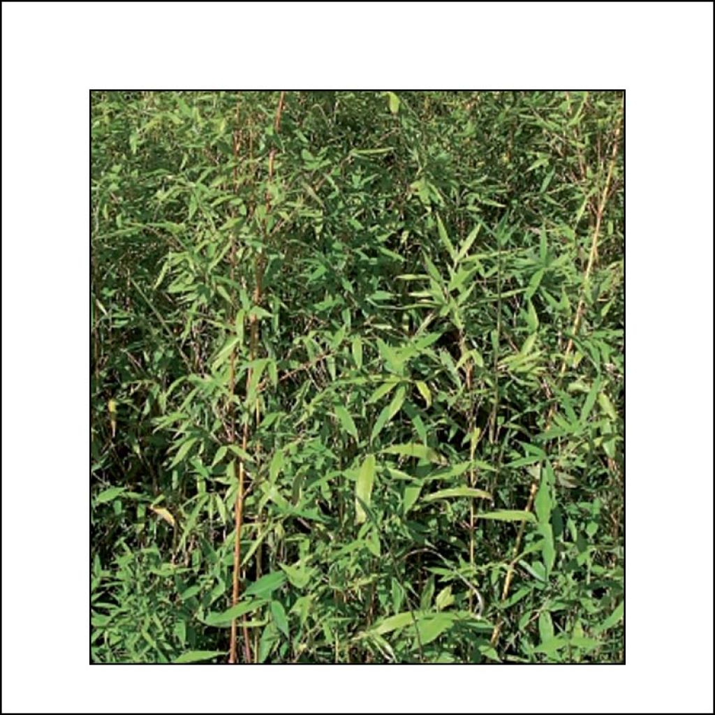 Phyllostachys aurea Holochrysa - Fishpole Bamboo