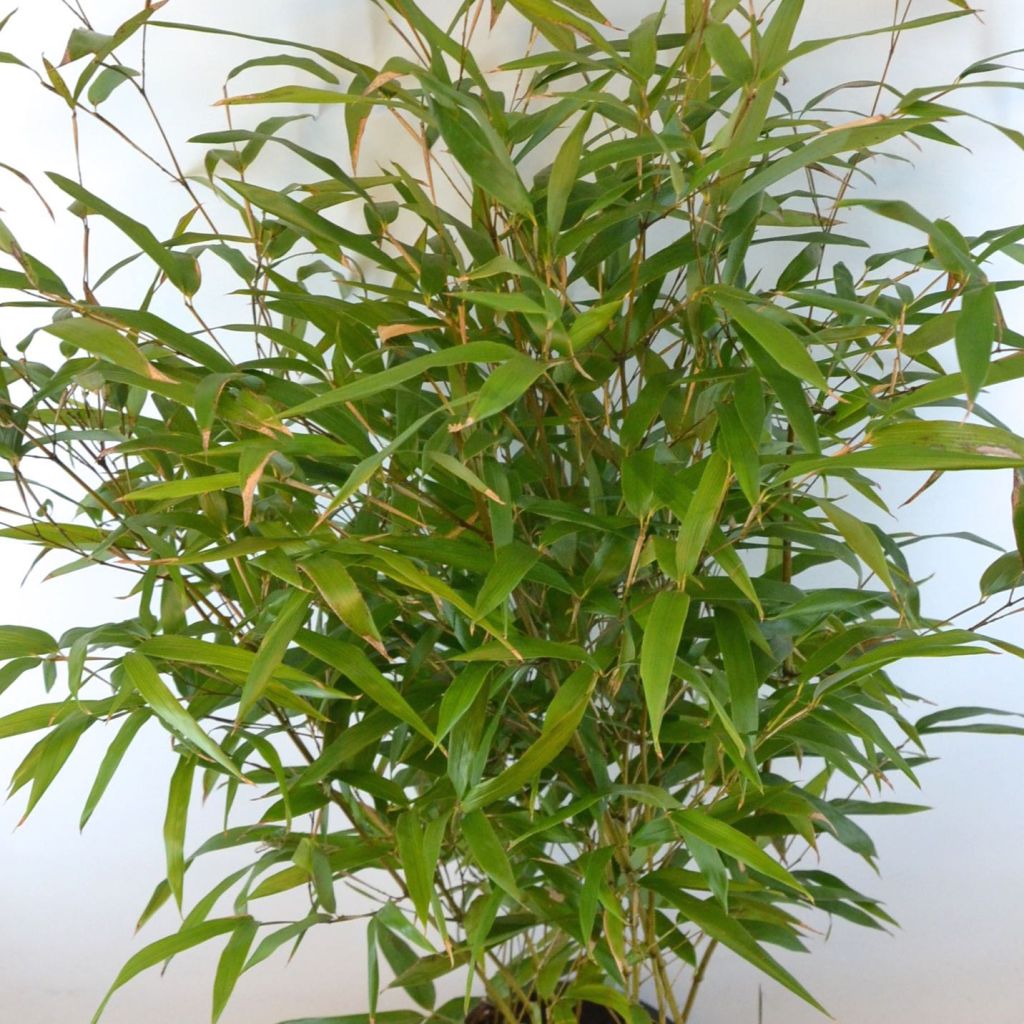 Phyllostachys aureosulcata f. alata - Bamboo