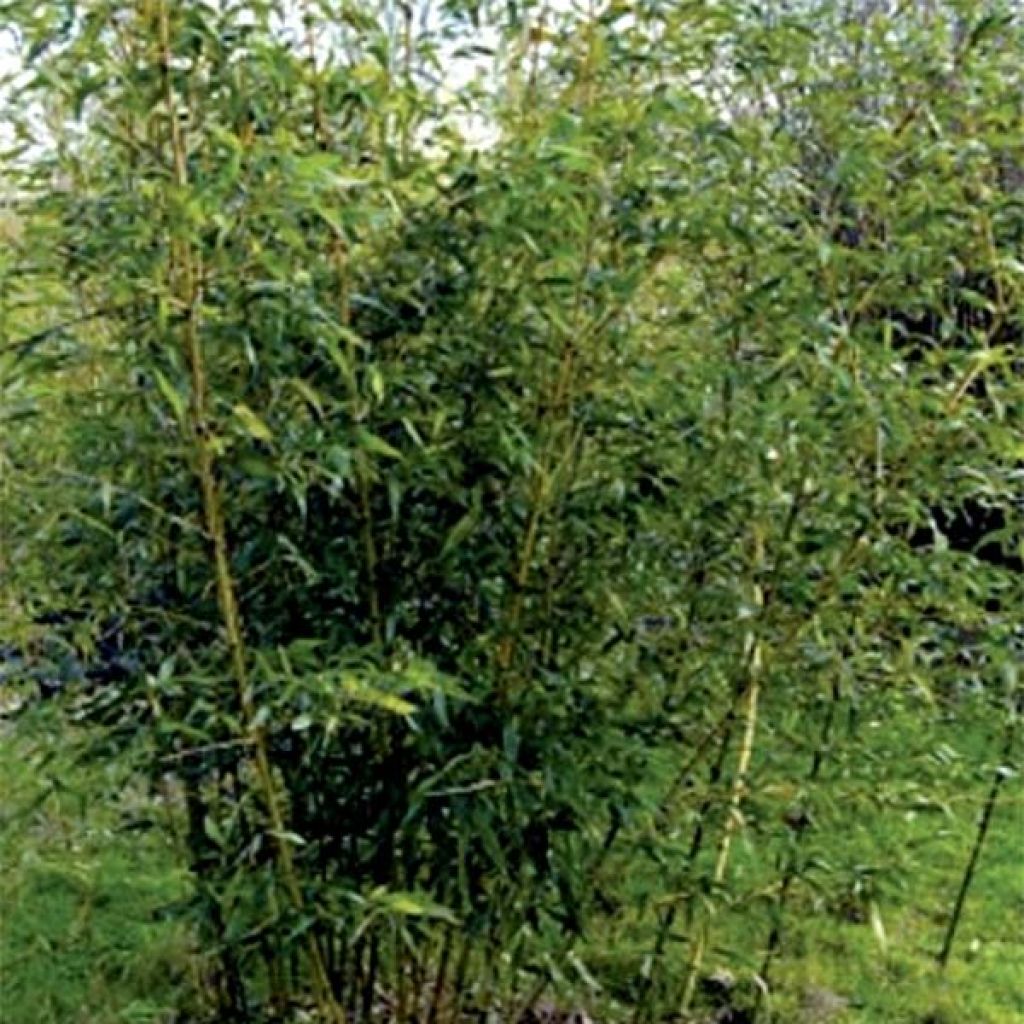 Phyllostachys bambusoides Castillonii Inversa - Giant Bamboo