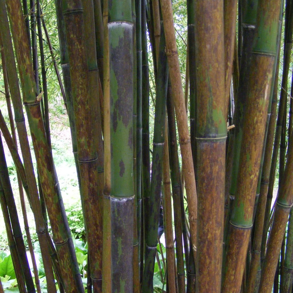 Phyllostachys nigra Boryana - Black Bamboo