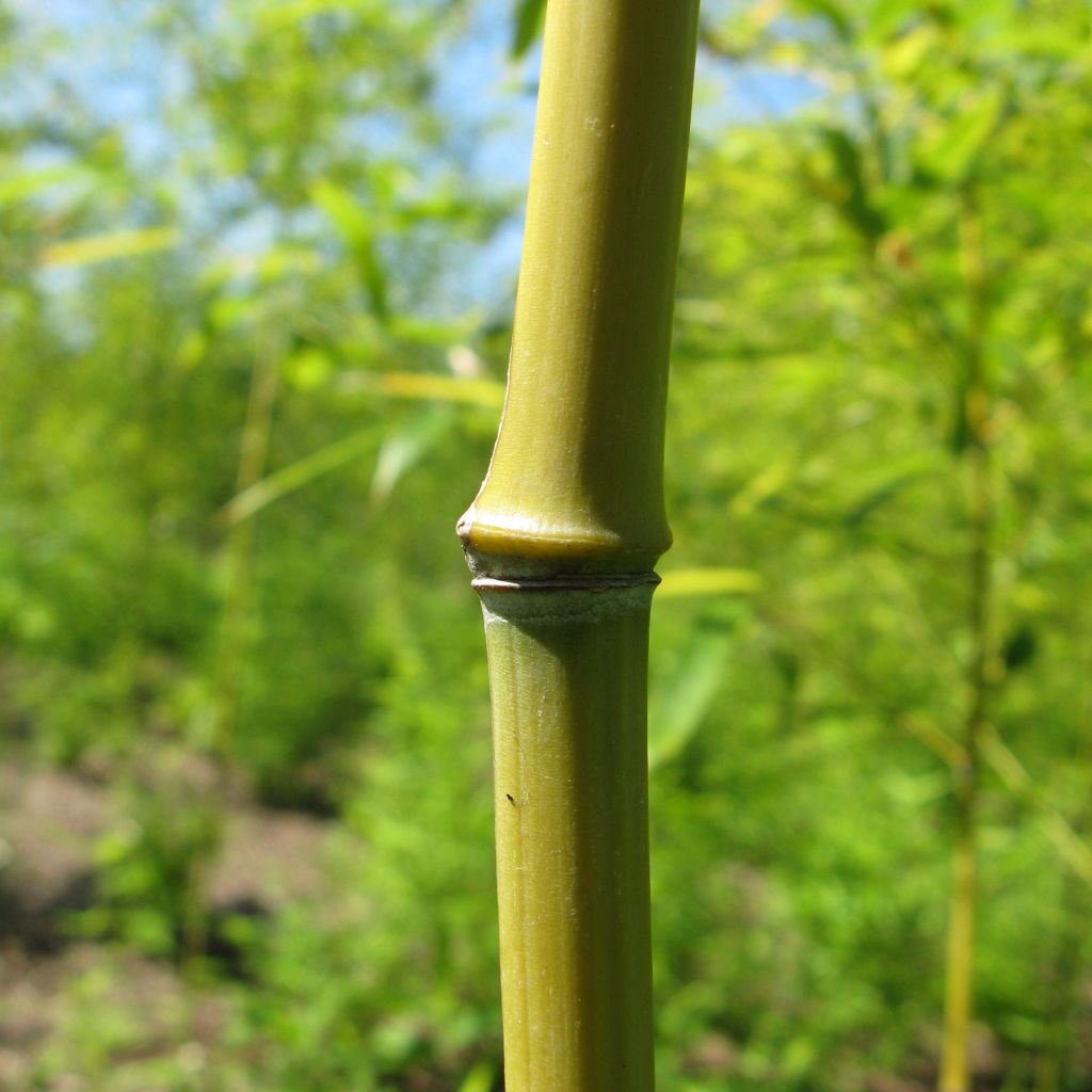 Phyllostachys nigra Henonis - Black Bamboo