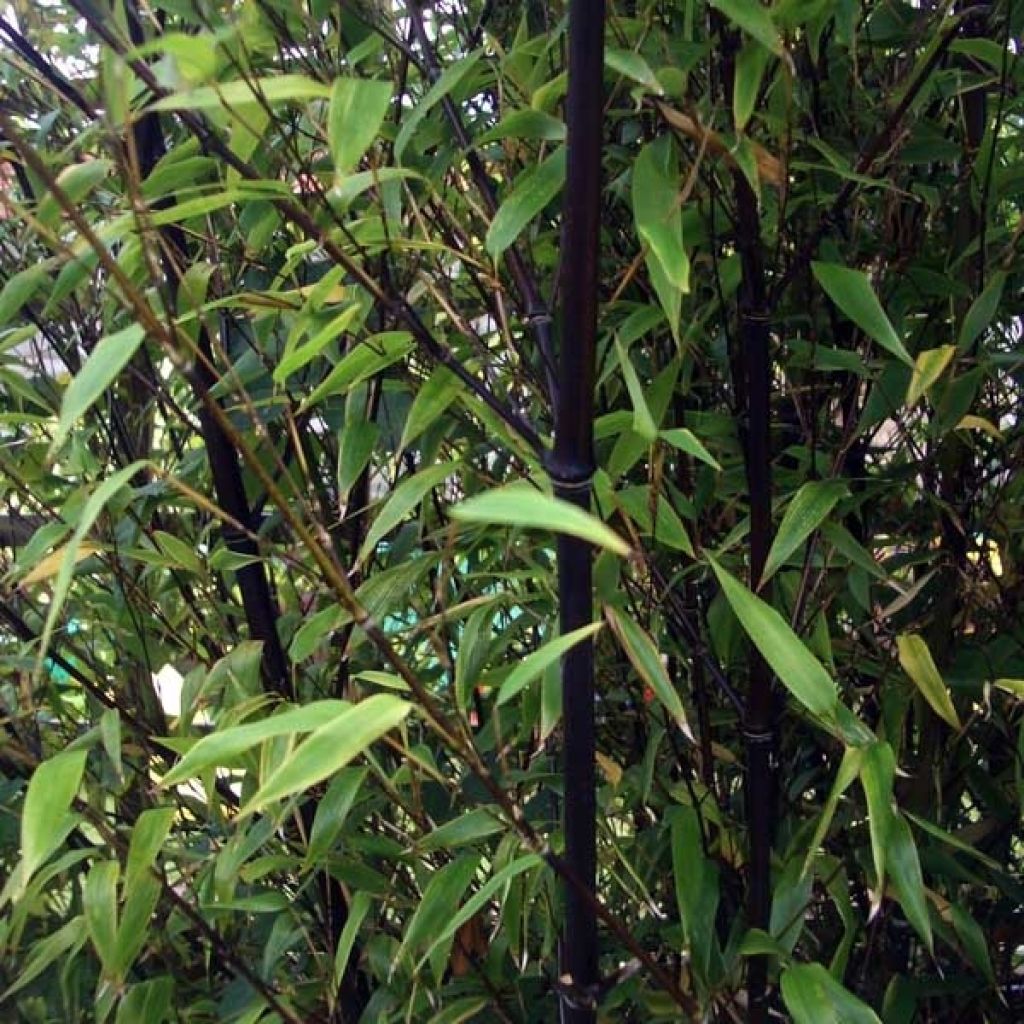 Black bamboo - Phyllostachys nigra