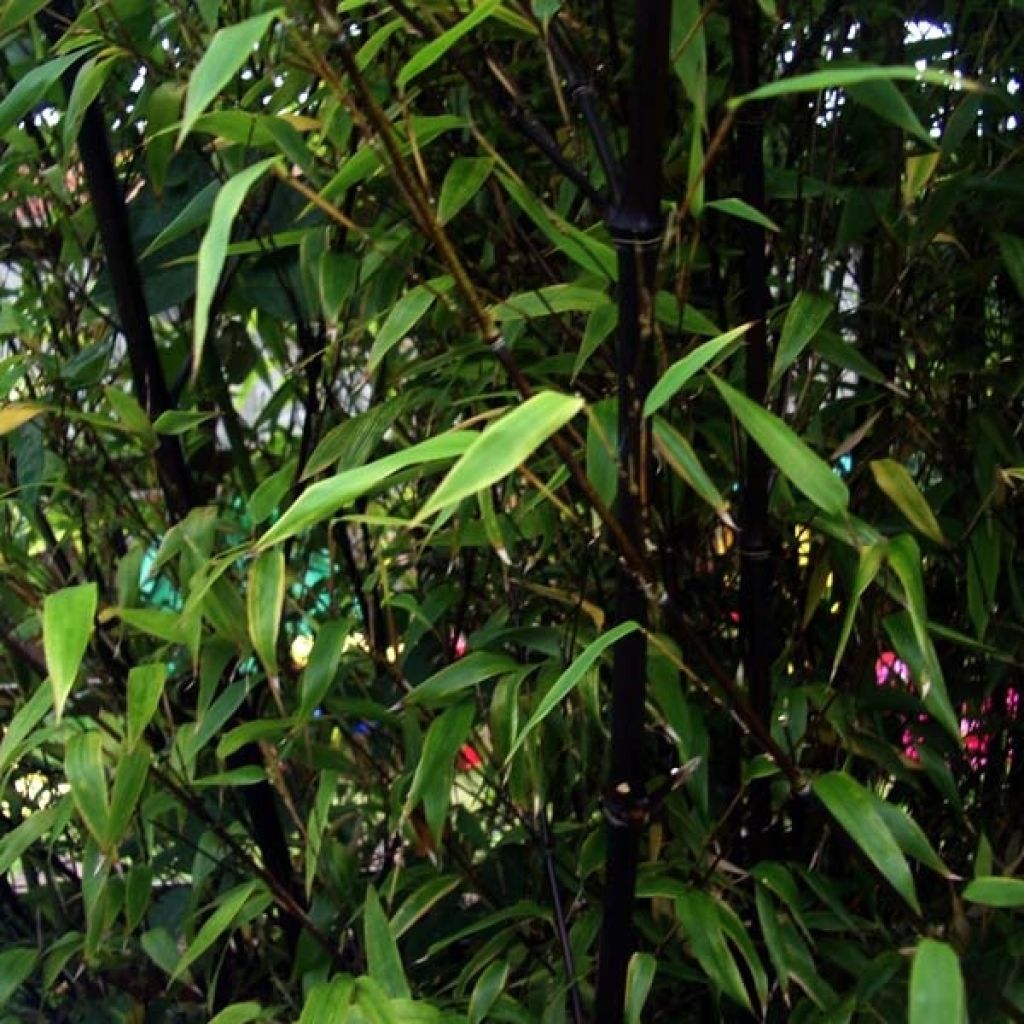 Black bamboo - Phyllostachys nigra