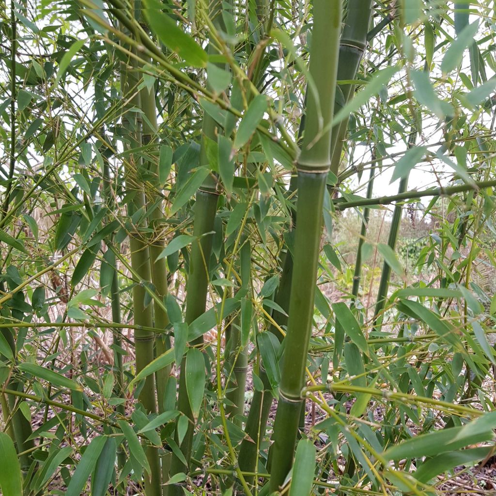 Phyllostachys parviflora - Giant Bamboo