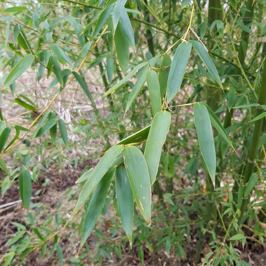 Phyllostachys parviflora - Giant Bamboo