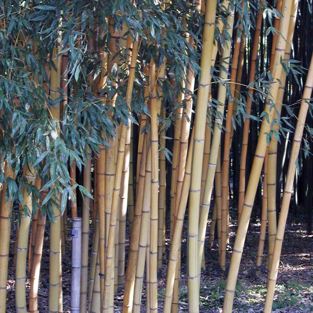 Phyllostachys viridis Sulphurea - Golden Chinese Bamboo