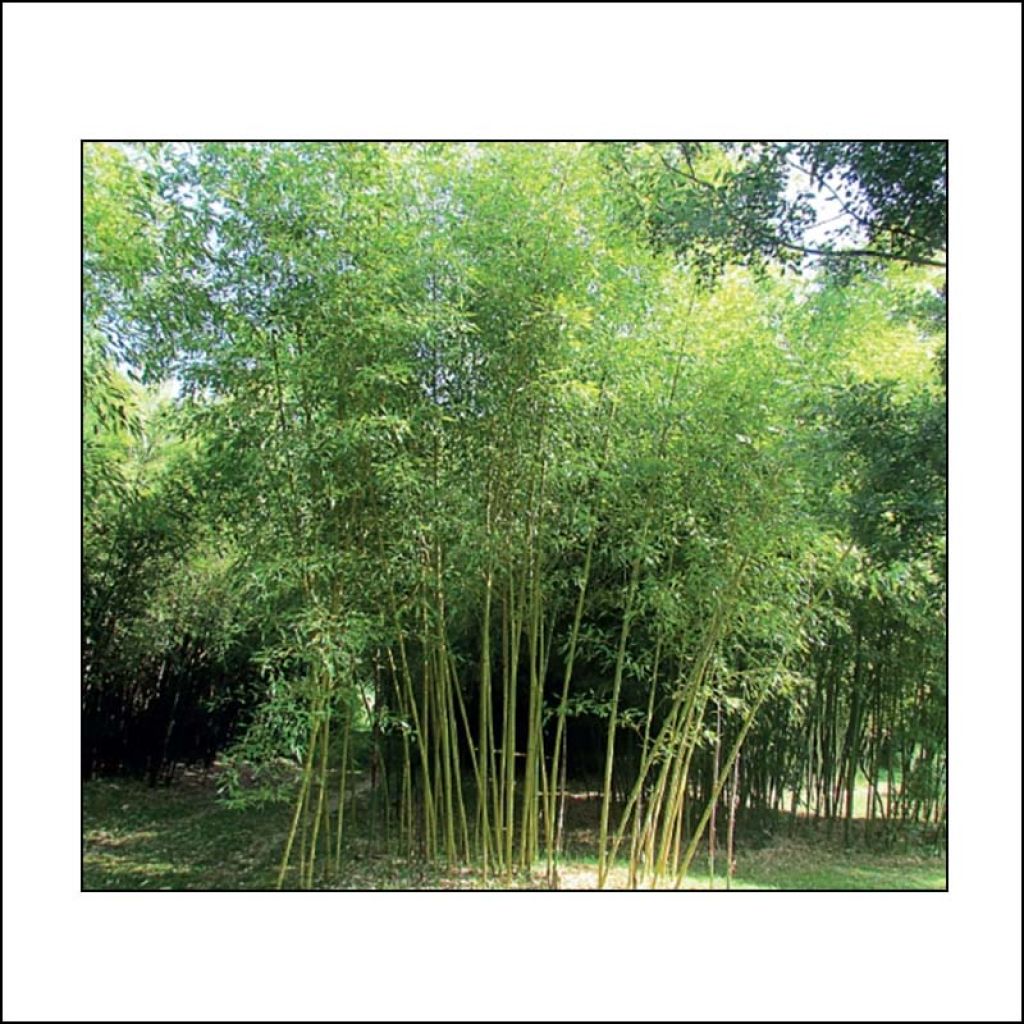 Phyllostachys viridis Sulphurea - Golden Chinese Bamboo