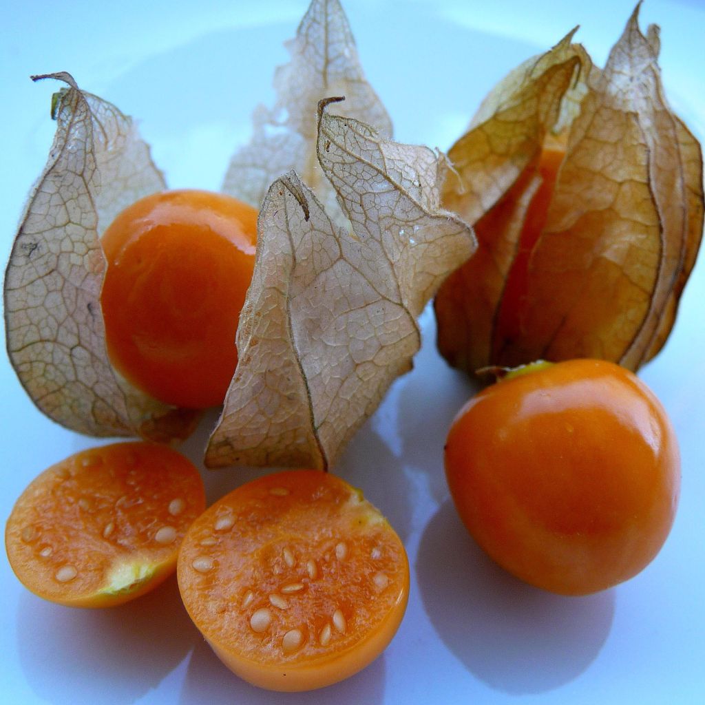 Physalis peruviana seeds