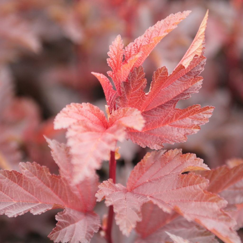 Physocarpus opulifolius Lady in Red - Ninebark