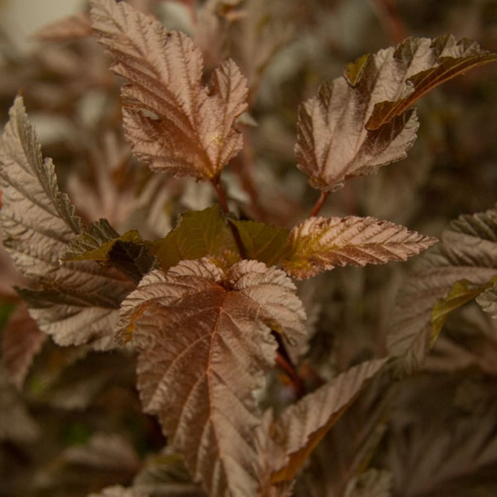 Physocarpus opulifolius Diable D'Or - Ninebark