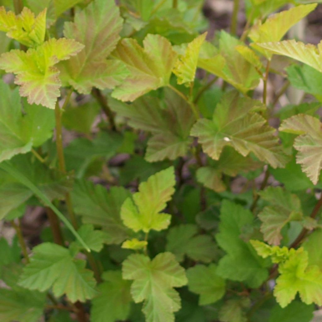 Physocarpus opulifolius Amber Jubilee - Ninebark