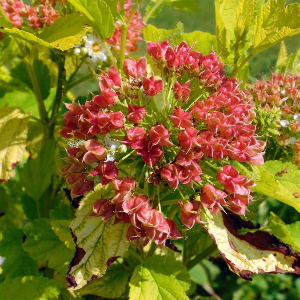 Physocarpus opulifolius Angel Gold