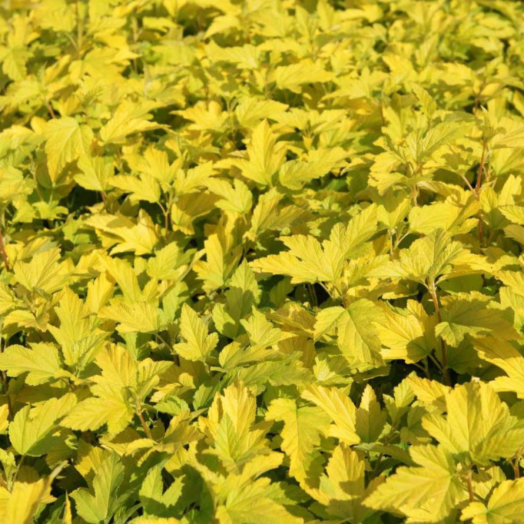 Physocarpus opulifolius Angel Gold