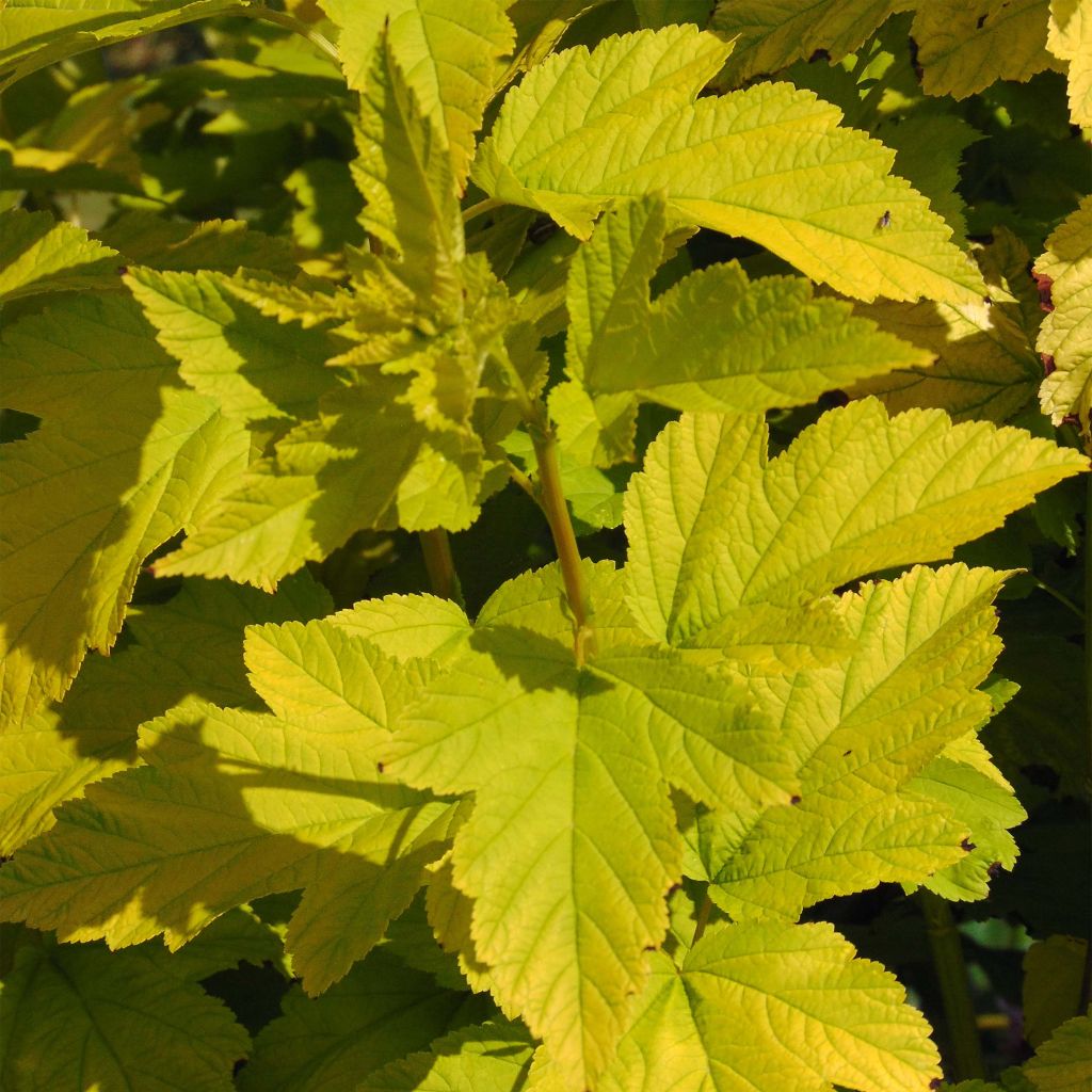 Physocarpus opulifolius Angel Gold