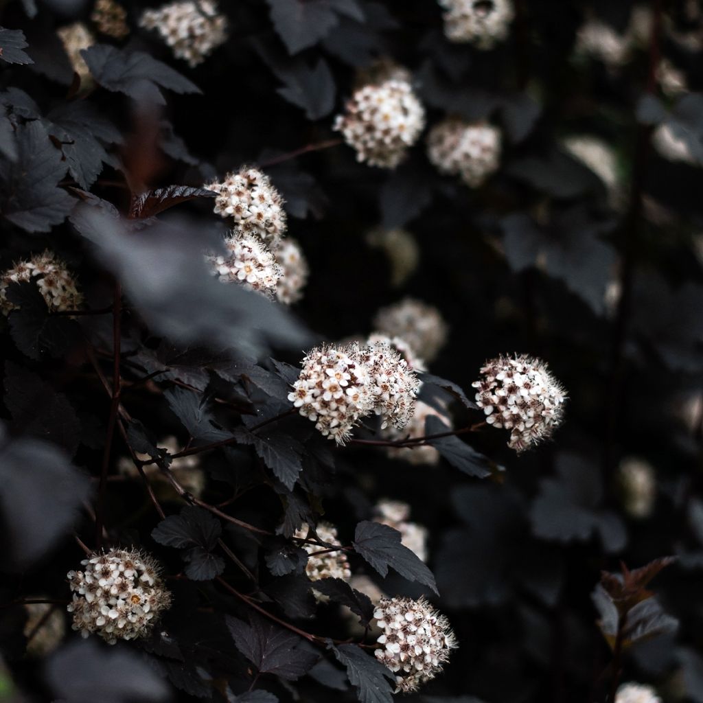 Physocarpus opulifolius Black Light - Ninebark
