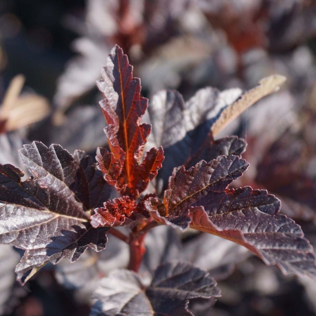 Physocarpus opulifolius Burgundy Candy - Ninebark