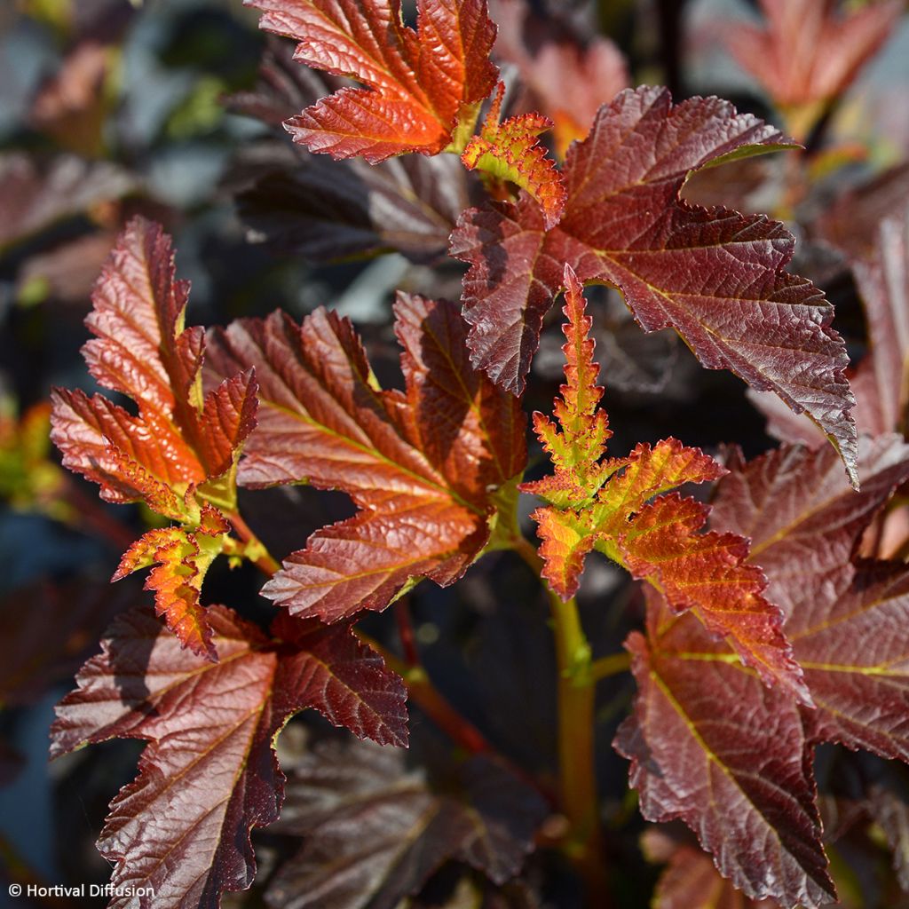 Physocarpus opulifolius Choco Flame - Ninebark