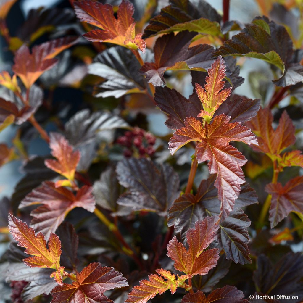 Physocarpus opulifolius Choco Flame - Ninebark