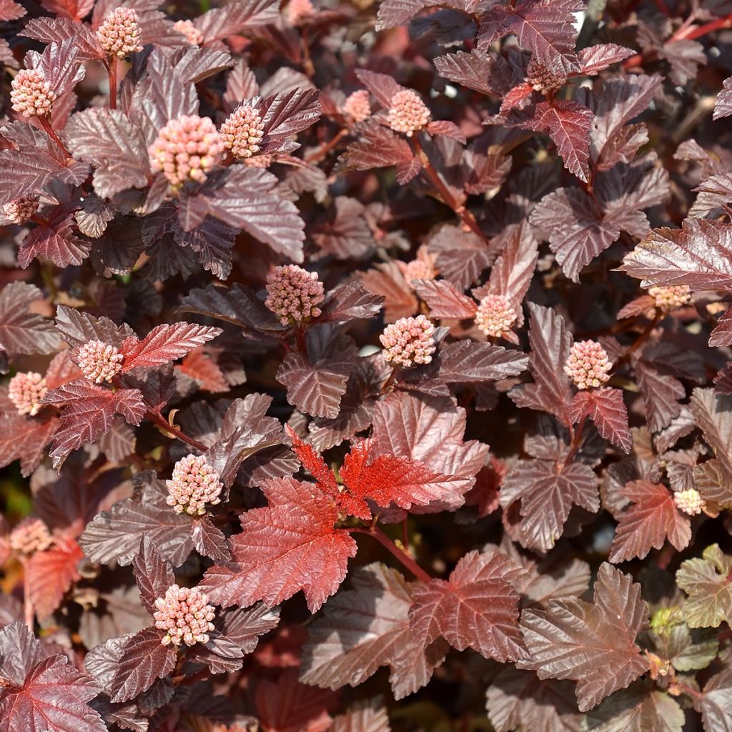 Physocarpus opulifolius Little Angel - Ninebark