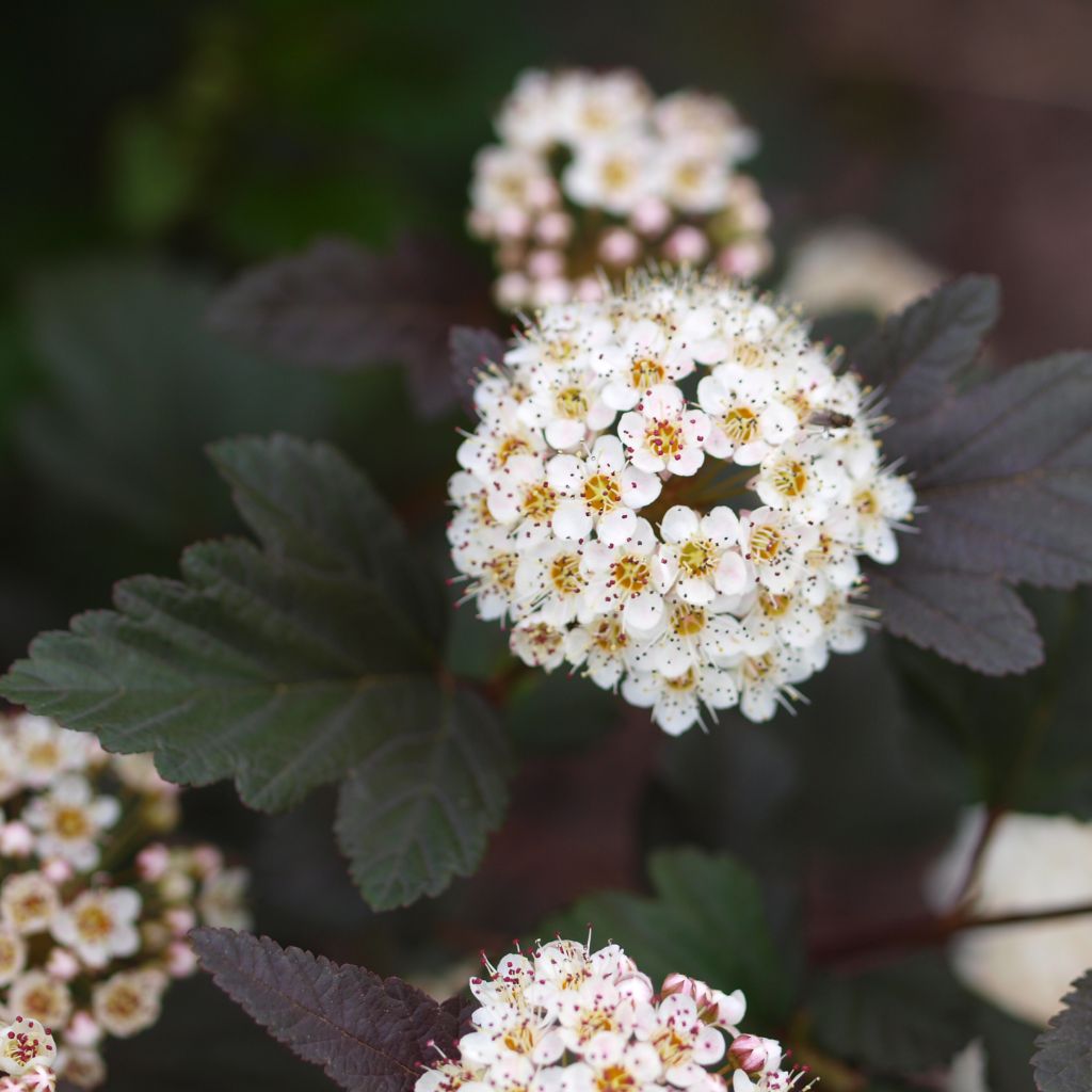 Physocarpus opulifolius Little Devil - Ninebark