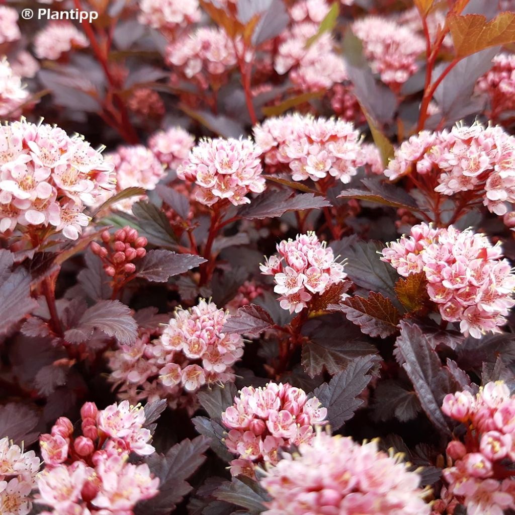 Physocarpus opulifolius Little Joker - Ninebark