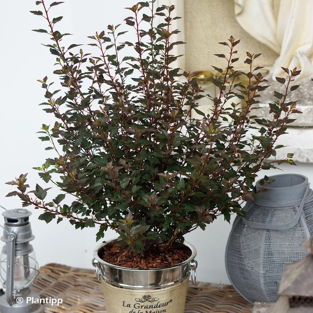 Physocarpus opulifolius Little Joker - Ninebark