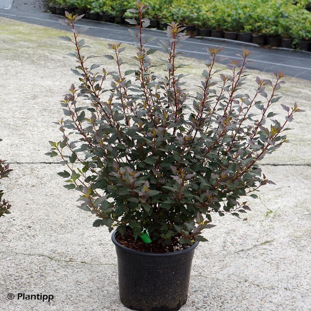 Physocarpus opulifolius Little Joker - Ninebark
