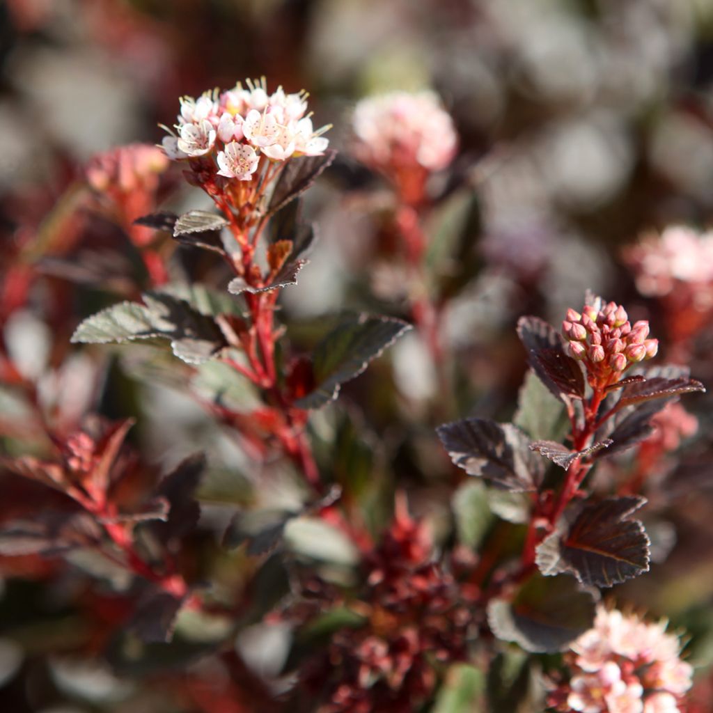Physocarpus opulifolius Spicy Devil®  - Ninebark