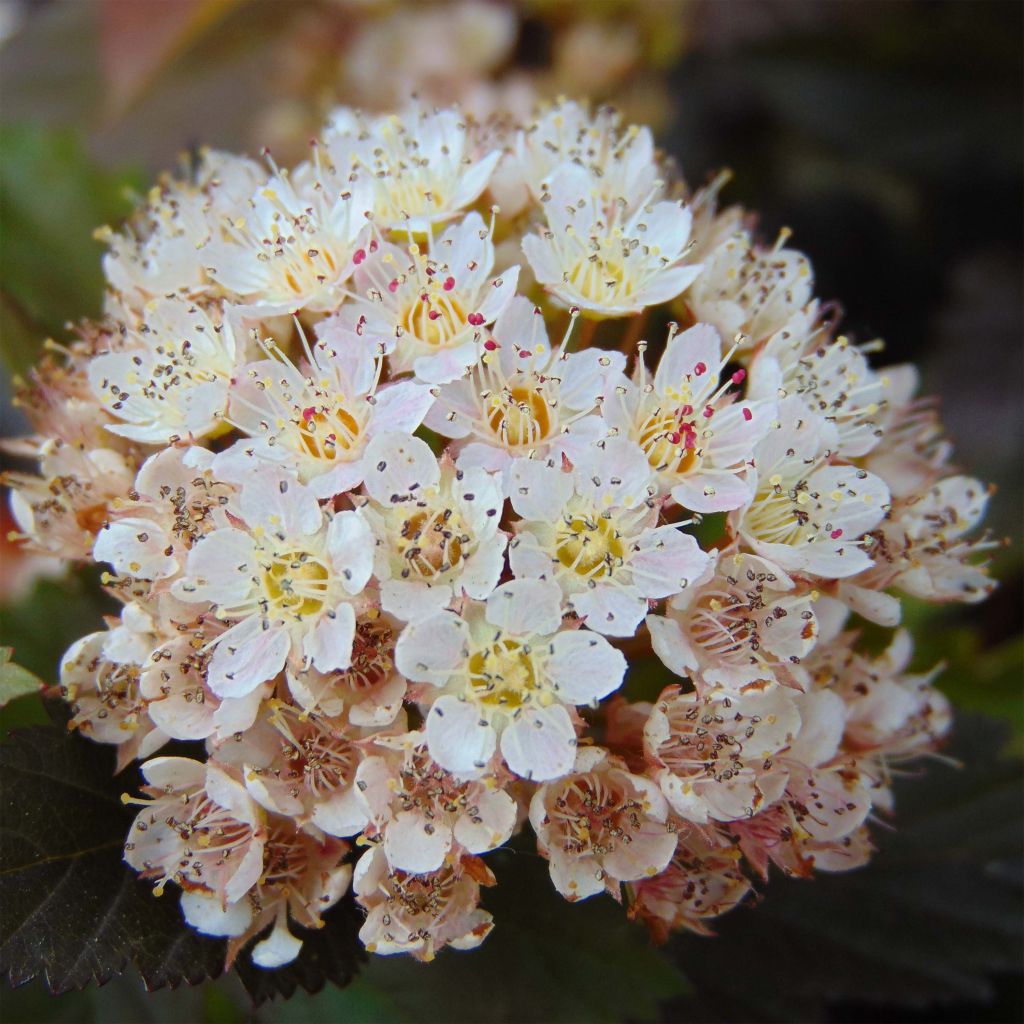 Physocarpus opulifolius Summer Wine - Ninebark