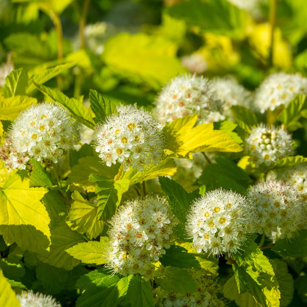 Physocarpus opulifolius Tiny Wine Gold - Ninebark