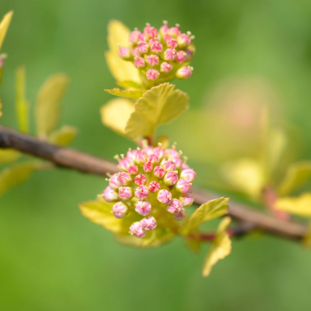 Physocarpus opulifolius Tiny Wine Gold - Ninebark