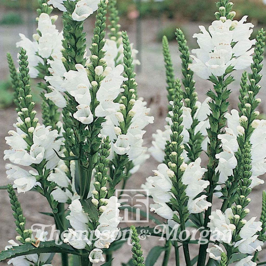 Physostegia Virginiana Summer Snow Seeds - Obedient plant