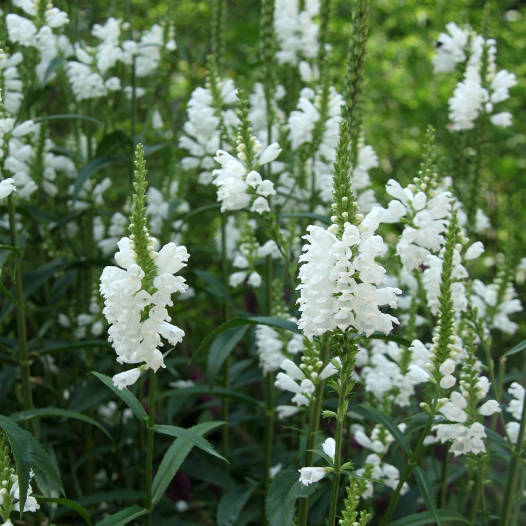 Physostegia virginiana Alba - Obedient Plant