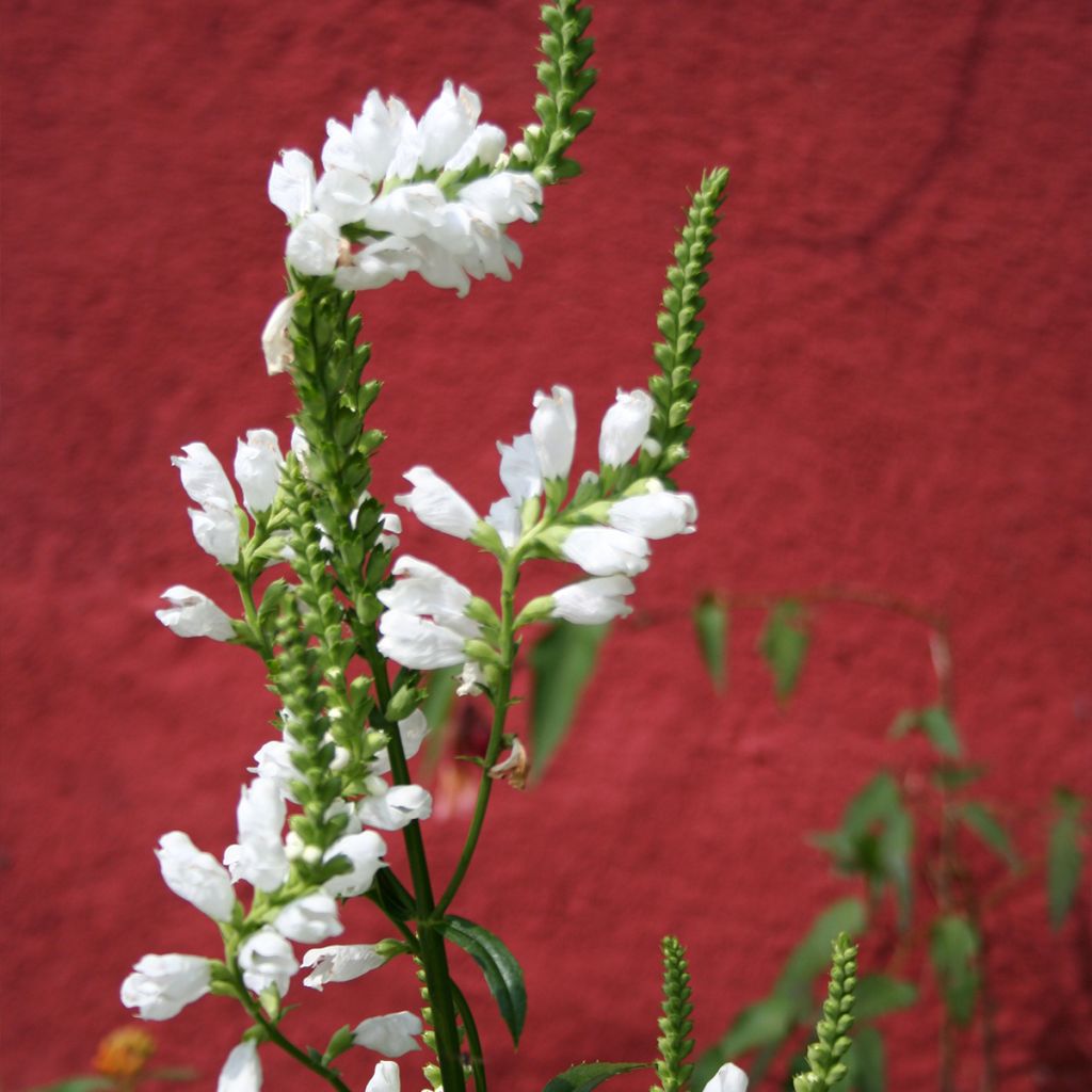 Physostegia virginiana Alba - Obedient Plant
