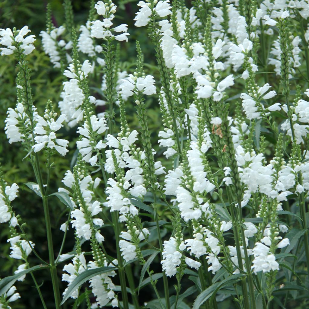 Physostegia virginiana Alba - Obedient Plant