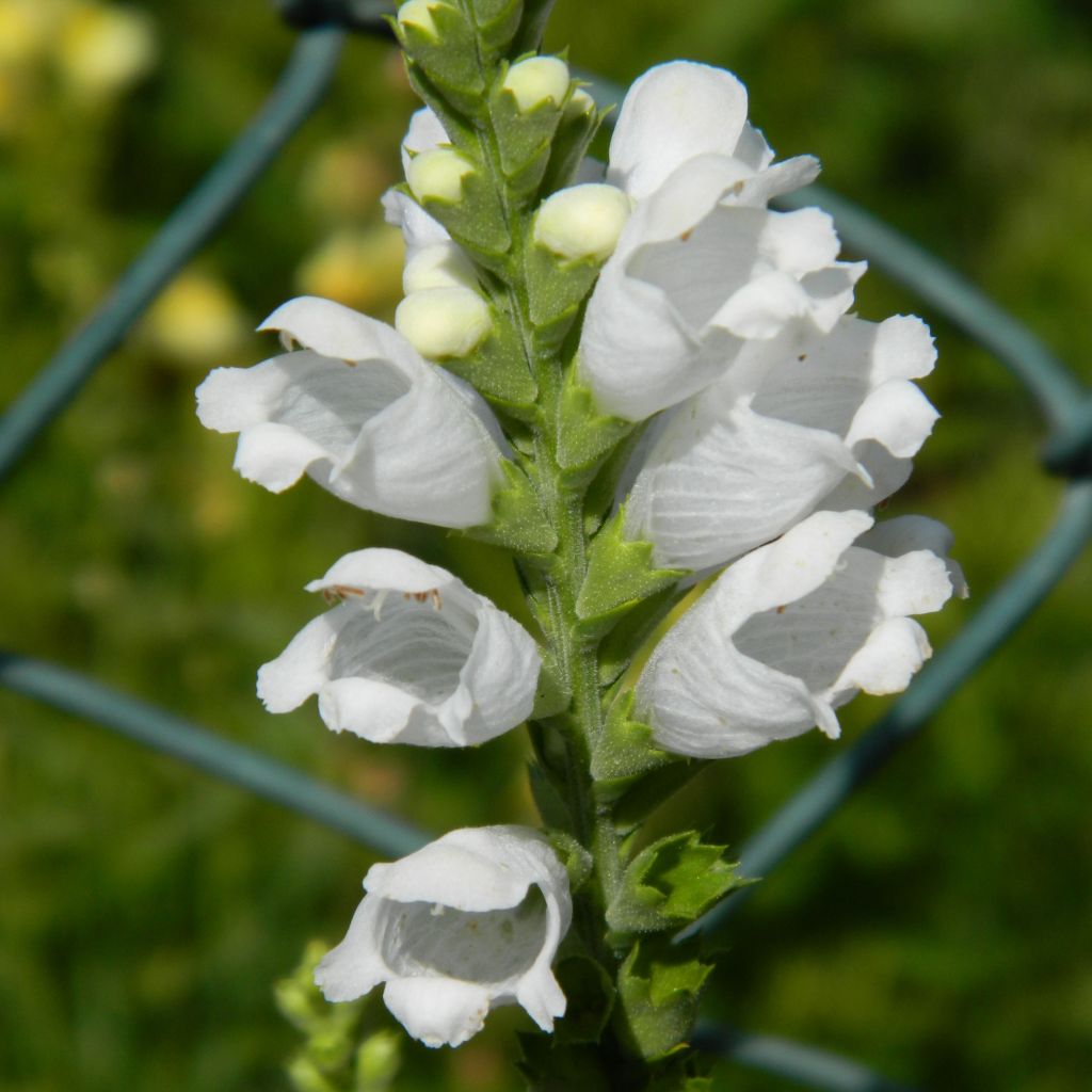 Physostegia virginiana Summer Snow - Obedient Plant