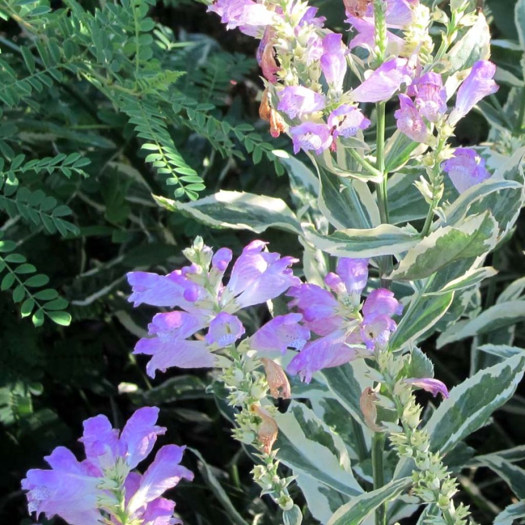 Physostegia virginiana Variegata - Obedient Plant