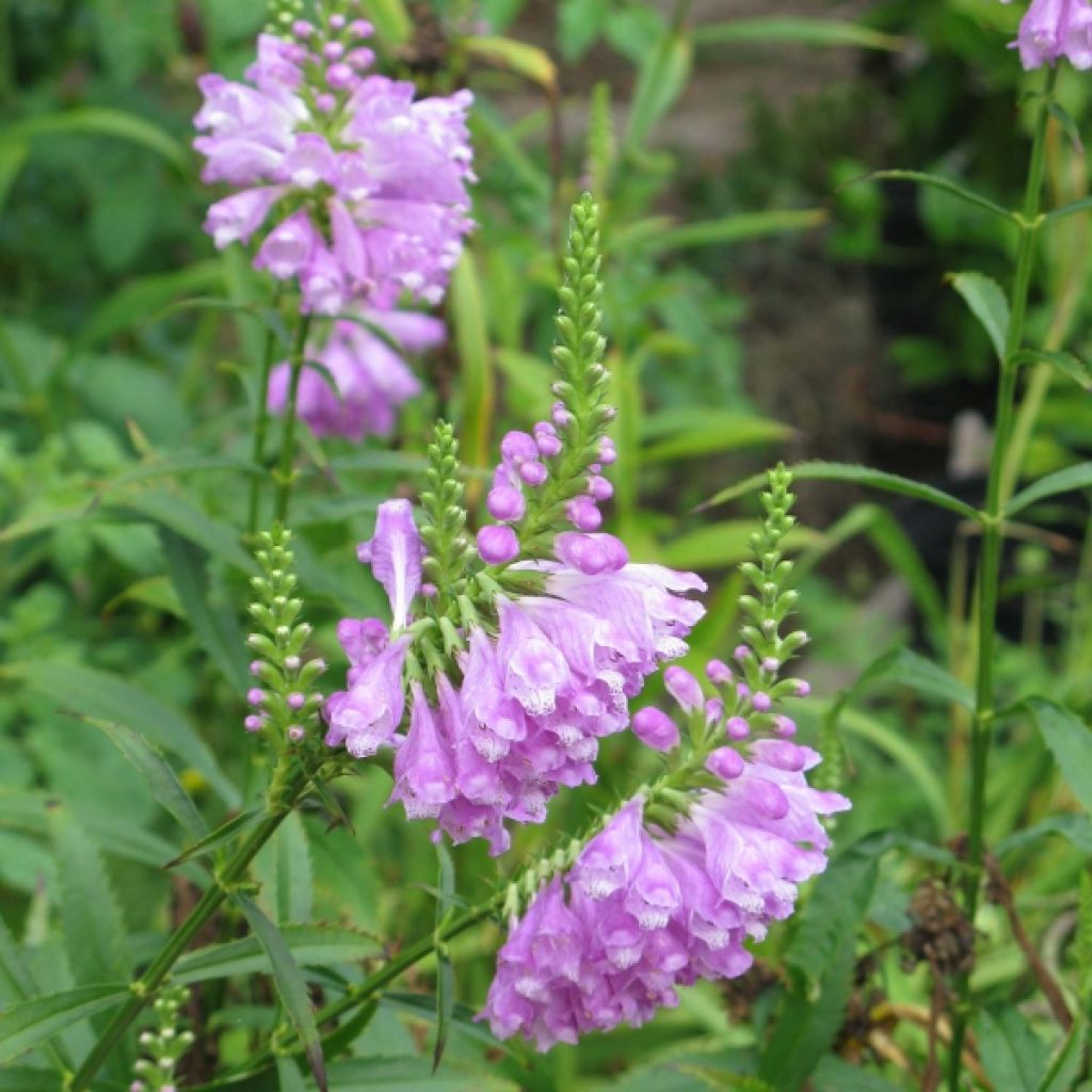 Physostegia virginiana Vivid - Obedient Plant