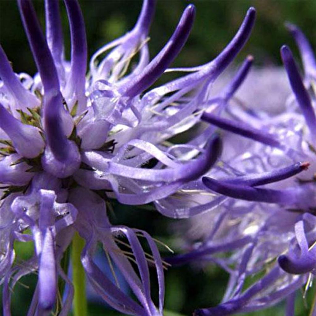 Phyteuma scheuchzeri