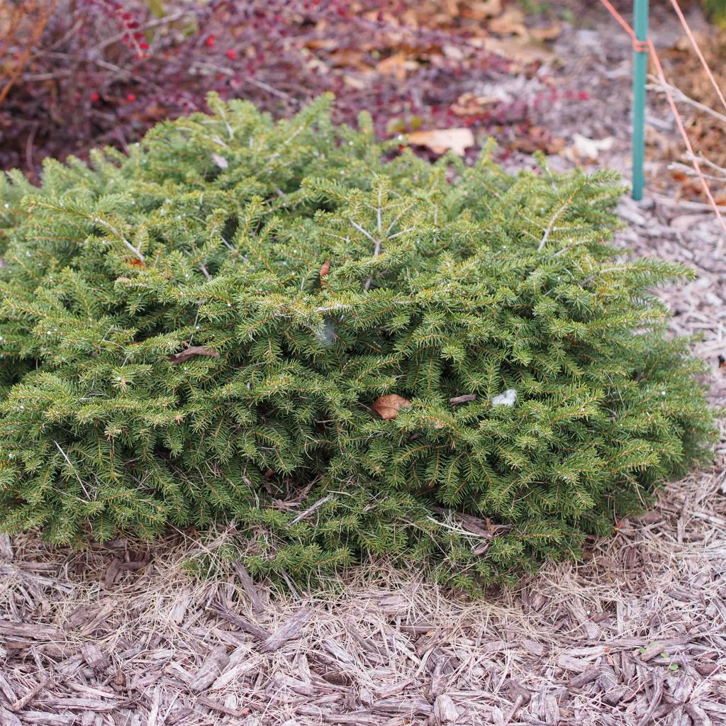 Picea abies Nidiformis - Norway Spruce