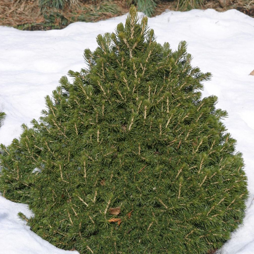 Picea abies Tompa - Norway spruce
