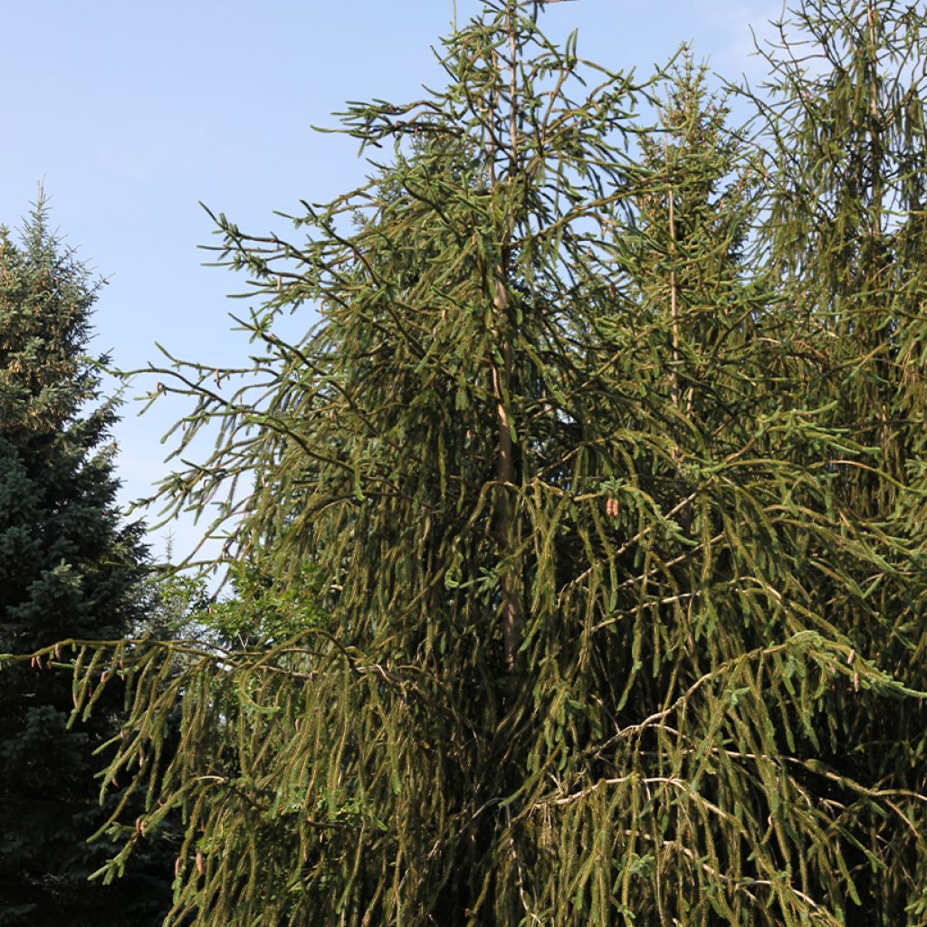 Picea abies Virgata - Norway Spruce