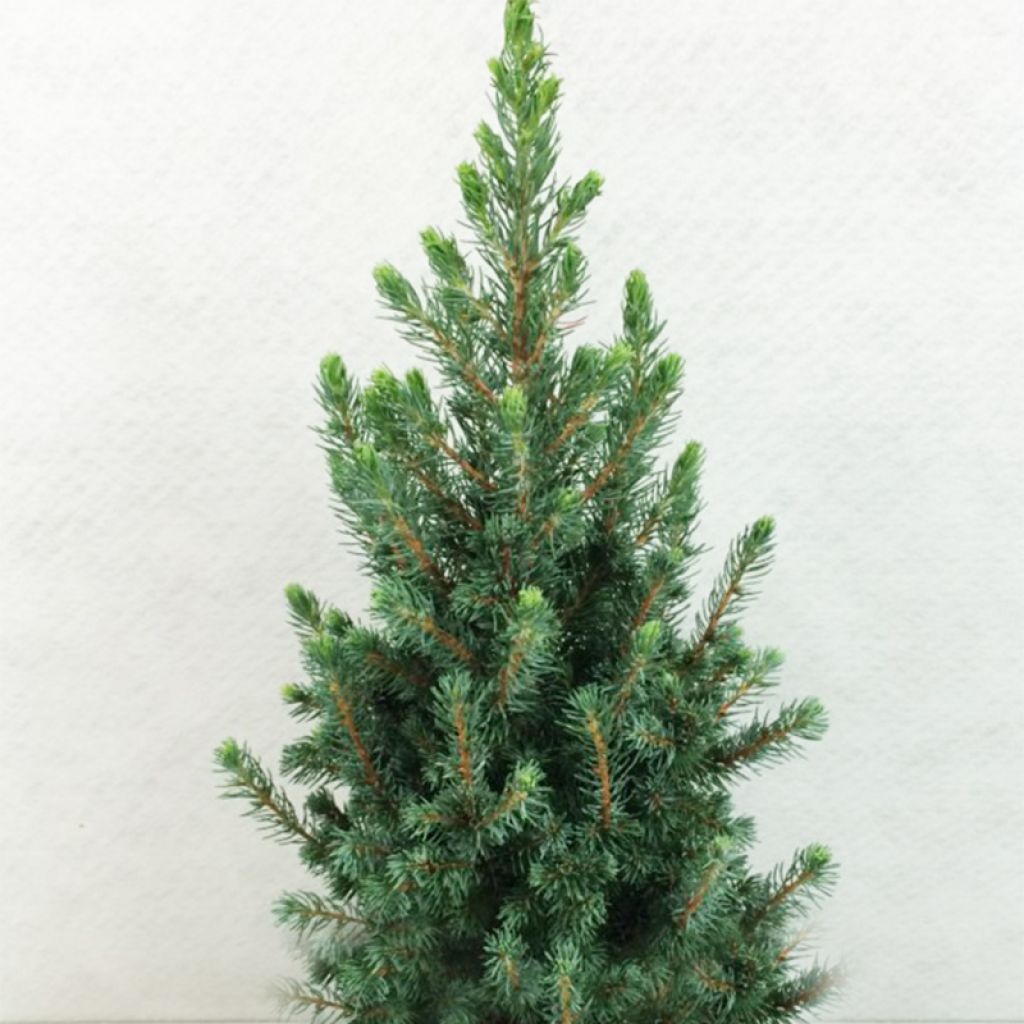 Picea glauca Conica Blue - Epinette blanche