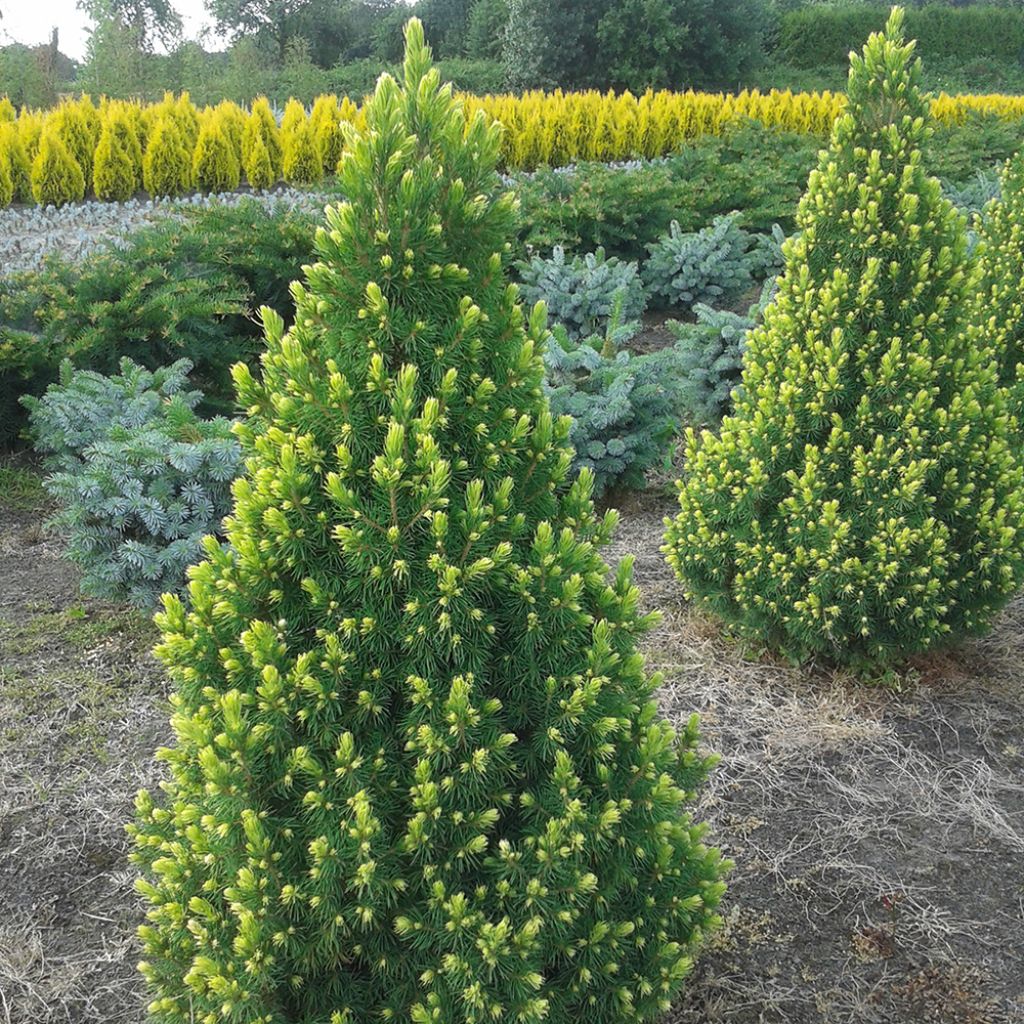 Picea glauca Rainbows End - White Spruce