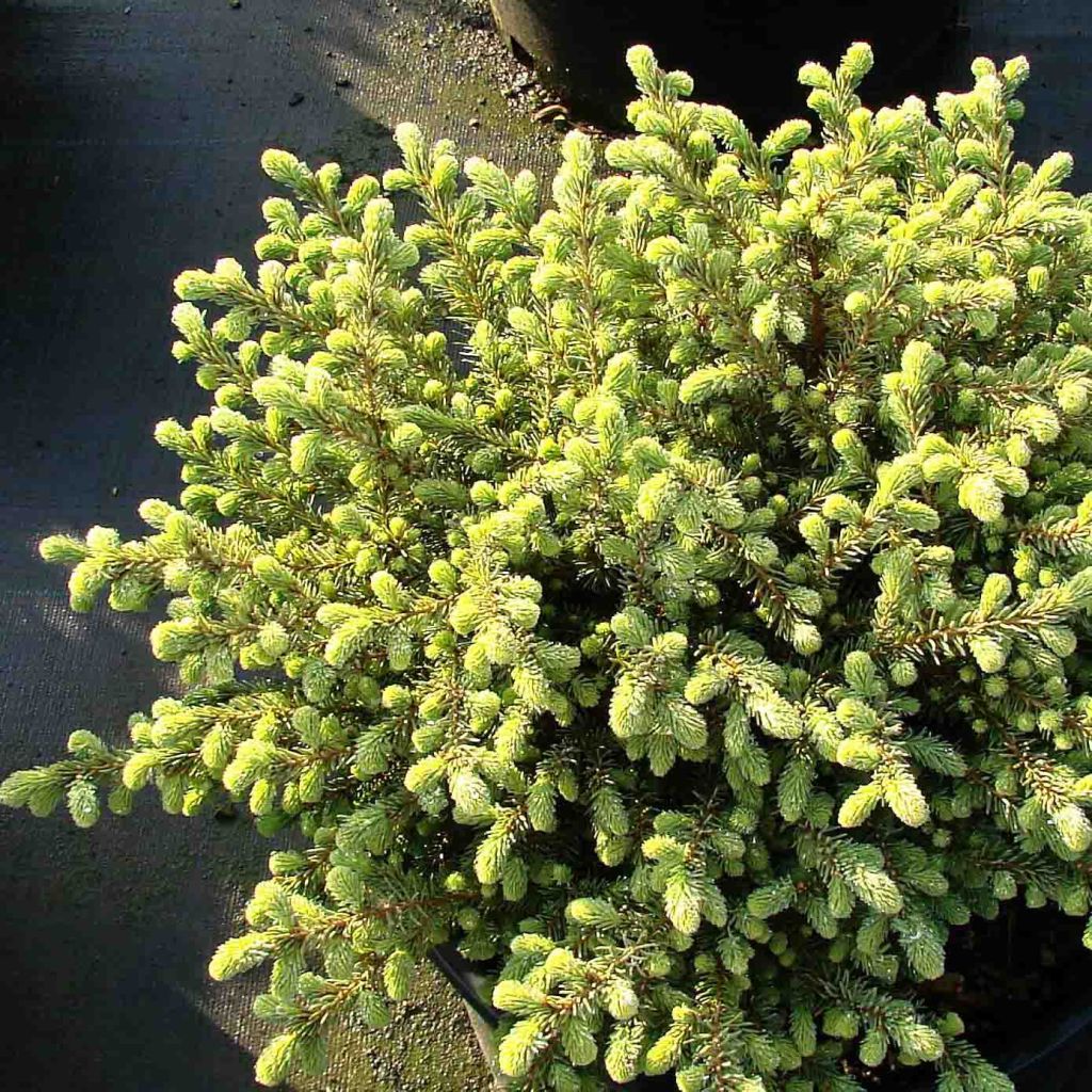 Picea mariana Nana - Epinette noire